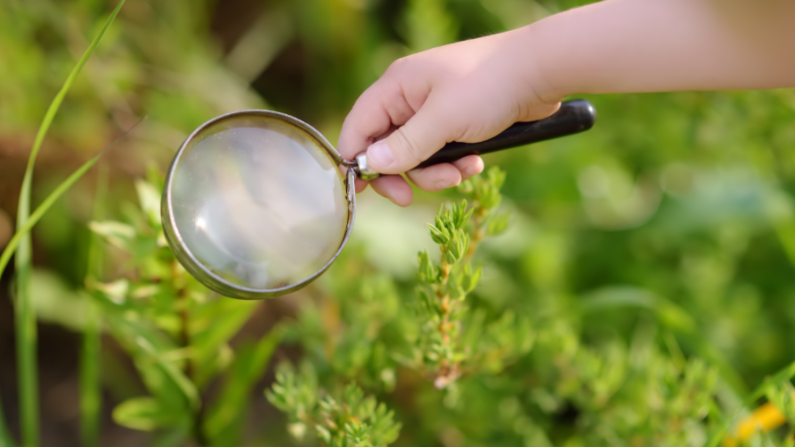A hand holds a magnifying glass to vegetation.
