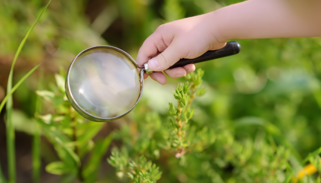 A hand holds a magnifying glass to vegetation.