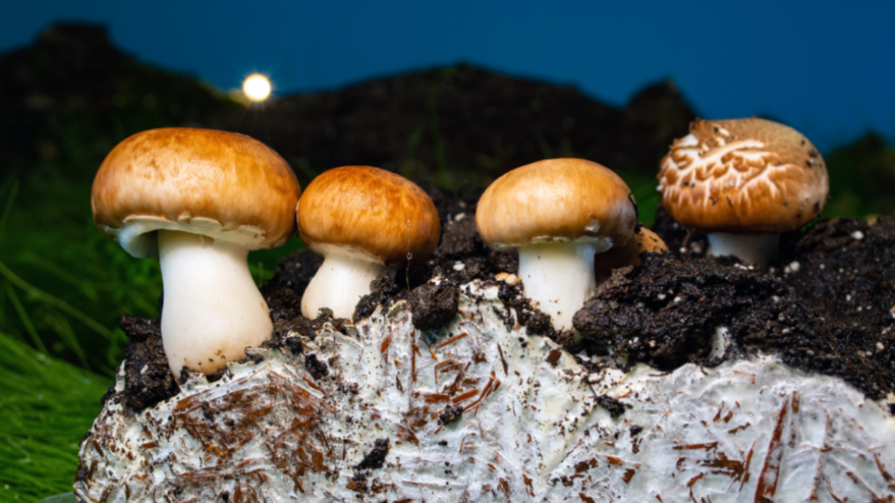 A view of mushrooms from under the soil. Mushbroom-based packaging is a promising, renewable alternative to plastic.