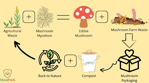 Mycelium, A Mushroom Alternative for Packaging - Trayak
